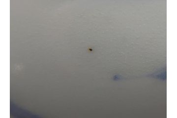 江戸期　古伊万里　宣徳年製　染付　変形　蛸唐草文　5寸皿　約15cm　総蛸唐草の絵付けに魅了される皿2枚セット(五寸、和皿、なます皿、和食器)(R-061821)