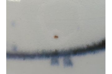 江戸期　古伊万里　染付　蛸唐草文　5寸皿　約15cm　伊万里焼の伝統美が詰まった皿2枚セット(五寸、和皿、小皿、小鉢、和食器)(R-061822)