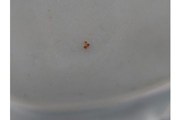 希少　中国?　古玩　青磁　唐人　人物像(人形、置物、唐物?、芭蕉扇?)(R-061967)