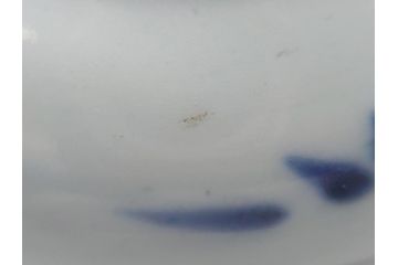 明治期　伊万里　色絵　染付　金彩　梅鳥文　3.7寸皿　約11cm　食卓を鮮やかに演出する小皿5枚セット(三寸七分、和食器、和皿)(R-062138)