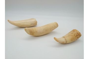 歯牙　クジラの歯3本セット(大・中・小)(素材、印材、彫刻材料、根付)(R-062240)