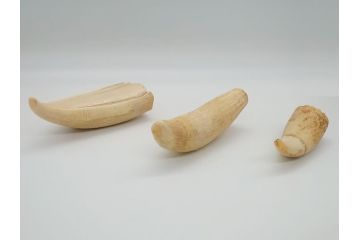 歯牙　クジラの歯3本セット(大・中・小)(素材、印材、彫刻材料、根付)(R-062240)