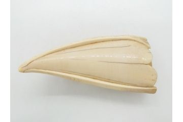 歯牙　クジラの歯3本セット(大・中・小)(素材、印材、彫刻材料、根付)(R-062240)