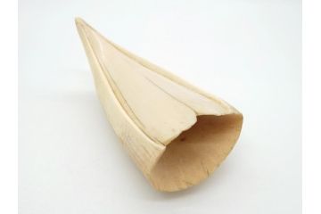 歯牙　クジラの歯3本セット(大・中・小)(素材、印材、彫刻材料、根付)(R-062240)