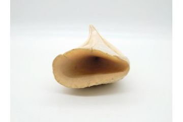 歯牙　クジラの歯3本セット(大・中・小)(素材、印材、彫刻材料、根付)(R-062240)