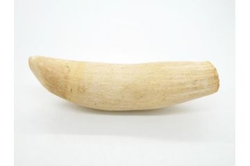 歯牙　クジラの歯3本セット(大・中・小)(素材、印材、彫刻材料、根付)(R-062240)