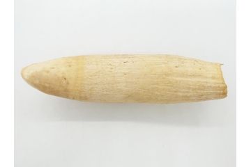 歯牙　クジラの歯3本セット(大・中・小)(素材、印材、彫刻材料、根付)(R-062240)