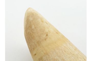 歯牙　クジラの歯3本セット(大・中・小)(素材、印材、彫刻材料、根付)(R-062240)
