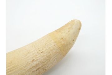 歯牙　クジラの歯3本セット(大・中・小)(素材、印材、彫刻材料、根付)(R-062240)