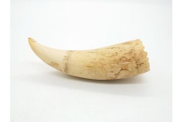 歯牙　クジラの歯3本セット(大・中・小)(素材、印材、彫刻材料、根付)(R-062240)