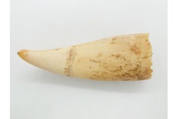 歯牙　クジラの歯3本セット(大・中・小)(素材、印材、彫刻材料、根付)(R-062240)