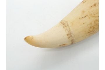 歯牙　クジラの歯3本セット(大・中・小)(素材、印材、彫刻材料、根付)(R-062240)