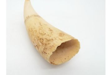 歯牙　クジラの歯3本セット(大・中・小)(素材、印材、彫刻材料、根付)(R-062240)