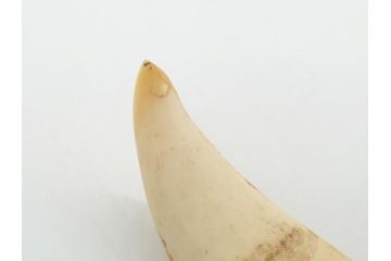 歯牙　クジラの歯3本セット(大・中・小)(素材、印材、彫刻材料、根付)(R-062240)
