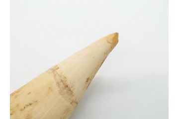 歯牙　クジラの歯3本セット(大・中・小)(素材、印材、彫刻材料、根付)(R-062240)