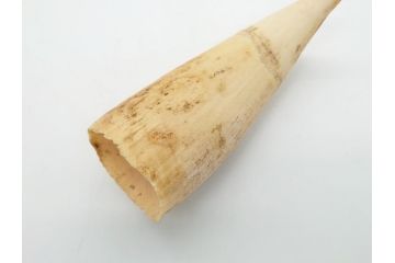 歯牙　クジラの歯3本セット(大・中・小)(素材、印材、彫刻材料、根付)(R-062240)