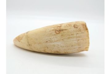 歯牙　クジラの歯3本セット(大・中・小)(素材、印材、彫刻材料、根付)(R-062240)
