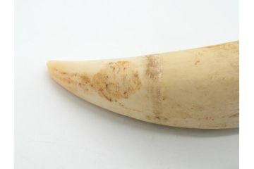 歯牙　クジラの歯3本セット(大・中・小)(素材、印材、彫刻材料、根付)(R-062240)