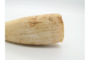 歯牙　クジラの歯3本セット(大・中・小)(素材、印材、彫刻材料、根付)(R-062240)