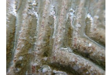 坂田甚内　益子焼　9寸皿　約27cm　波文　灰釉鎬手皿(共箱付き、九寸、大皿、和食器、和皿、プレート、作家物)(R-062277)