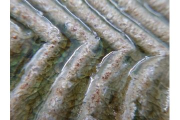 坂田甚内　益子焼　9寸皿　約27cm　波文　灰釉鎬手皿(共箱付き、九寸、大皿、和食器、和皿、プレート、作家物)(R-062277)