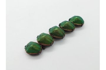 珍品　希少　セミアンティーク　三越　黄金虫(こがねむし)　5連　非常に珍しい縁起物の黄金虫が精巧にデザインされた帯留め(金属製、帯締め、着物道具、和装小物、アクセサリー、ケース付き)(R-062514)