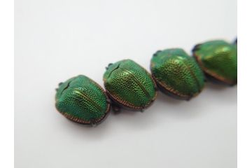 珍品　希少　セミアンティーク　三越　黄金虫(こがねむし)　5連　非常に珍しい縁起物の黄金虫が精巧にデザインされた帯留め(金属製、帯締め、着物道具、和装小物、アクセサリー、ケース付き)(R-062514)