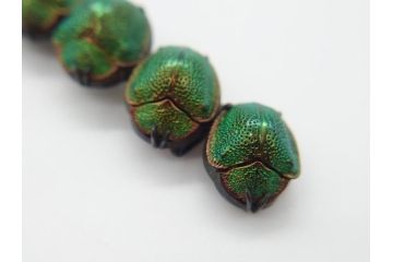 珍品　希少　セミアンティーク　三越　黄金虫(こがねむし)　5連　非常に珍しい縁起物の黄金虫が精巧にデザインされた帯留め(金属製、帯締め、着物道具、和装小物、アクセサリー、ケース付き)(R-062514)