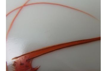 十二代　酒井田柿右衛門　錦海老画　4.8寸　約14.5cm　中皿10客セット(共箱付き、和食器、和皿、4寸8分)(R-062618)