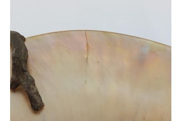 MAITLAND SMITH(メートランドスミス)　真鍮と貝のアクセサリートレイ(珊瑚、サンゴ、小物入れ、ブラス、BRASS、シェル、SHELLFISH、ディスプレイ)(R-062664)