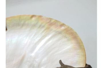 MAITLAND SMITH(メートランドスミス)　真鍮と貝のアクセサリートレイ(珊瑚、サンゴ、小物入れ、ブラス、BRASS、シェル、SHELLFISH、ディスプレイ)(R-062664)
