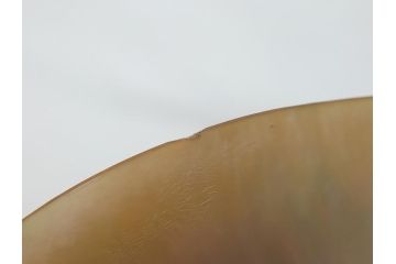 MAITLAND SMITH(メートランドスミス)　真鍮と貝のアクセサリートレイ(小物入れ、ブラス、BRASS、シェル、SHELLFISH、ディスプレイ)(R-062665)