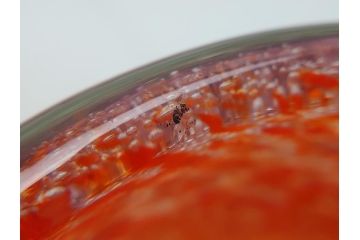 ガラス工芸　岩田藤七　花瓶(共箱付き、花入、フラワーベース、花器、硝子、グラス、岩田ガラス)(R-062680)