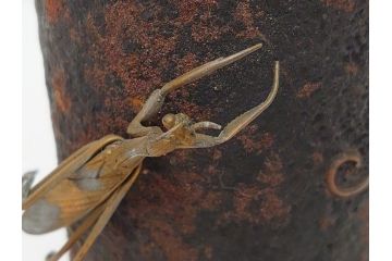 稀少　明治期　玉光齋　鉄製　蟷螂　花入(カマキリ、かまきり、花瓶)(R-062826)