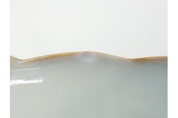 江戸期　上手物　古伊万里　染付　松竹梅文　角福　3.6寸　約11cm 稜花型　小皿4枚セット(三寸六分、馬、人物、窓絵、小鉢、深皿、和皿、和食器)(R-063126)