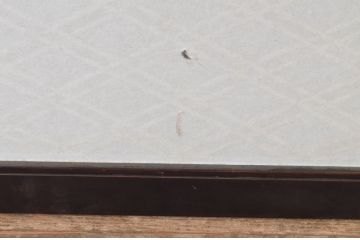アンティーク建具　上品な黒漆枠が魅力の組子欄間1枚(明かり取り、明り取り)(R-065352)