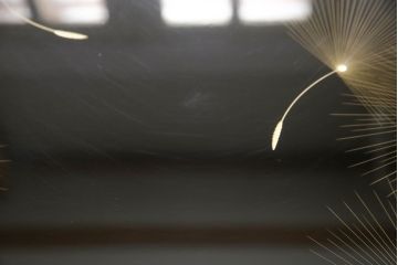 中古　漆塗り　わたげ　沈金の美しさが際立つ座卓(ローテーブル、センターテーブル)(R-065887)