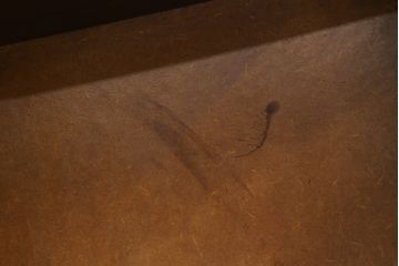 イギリスアンティーク　オーク材　レトロな佇まいが魅力の縦型シャツケース(ガラスケース、ショーケース、キャビネット、陳列棚、収納棚、戸棚、英国、店舗什器)(R-066566)
