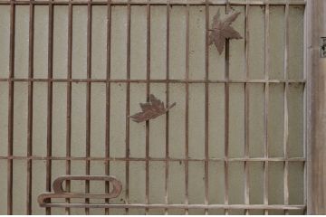 アンティーク建具　上品なデザインのもみじの彫刻入り格子窓2枚セット(ガラス戸、格子戸、引き戸)(R-068889)