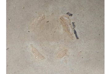 時代物　高麗　時を経た風合いが味わい深い蕎麦茶碗(そば、茶道具、茶器、和食器、共箱付き)(R-070229)
