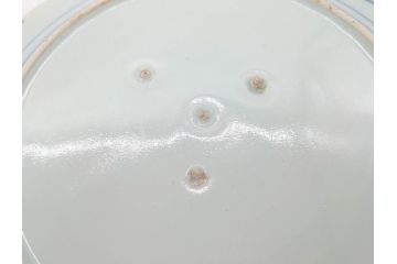 江戸期　古伊万里　染付　栗図　7.4寸　約23cm　藍色の濃淡が魅力的な中皿3枚セット(和食器、和皿、七寸四分)(R-070399)