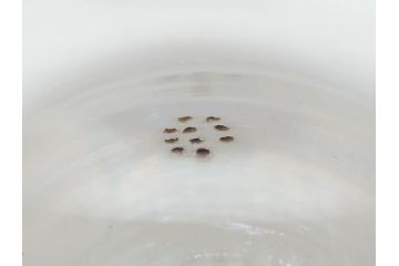 明治期　九谷上出造　九谷焼　細やかな意匠が施された水差(ティーポット、水指し、茶道具、和食器、共箱付き)(R-070478)