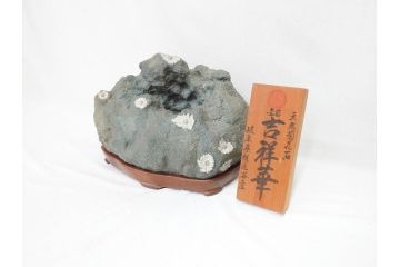 岐阜県根尾谷産　「吉祥華」　日本愛石館館長　小森宗関　天然菊花石(盆石、鑑賞石、水石、菊石、台座付き)(R-070767)