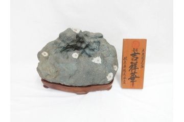 岐阜県根尾谷産　「吉祥華」　日本愛石館館長　小森宗関　天然菊花石(盆石、鑑賞石、水石、菊石、台座付き)(R-070767)