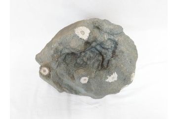 岐阜県根尾谷産　「吉祥華」　日本愛石館館長　小森宗関　天然菊花石(盆石、鑑賞石、水石、菊石、台座付き)(R-070767)