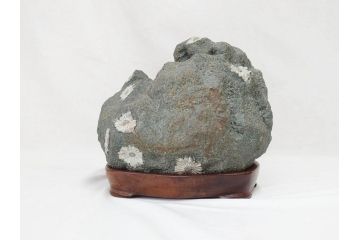 岐阜県根尾谷産　「吉祥華」　日本愛石館館長　小森宗関　天然菊花石(盆石、鑑賞石、水石、菊石、台座付き)(R-070767)