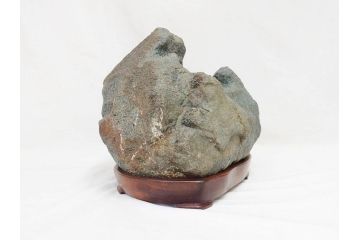 岐阜県根尾谷産　「吉祥華」　日本愛石館館長　小森宗関　天然菊花石(盆石、鑑賞石、水石、菊石、台座付き)(R-070767)