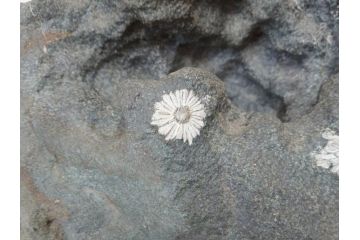 岐阜県根尾谷産　「吉祥華」　日本愛石館館長　小森宗関　天然菊花石(盆石、鑑賞石、水石、菊石、台座付き)(R-070767)
