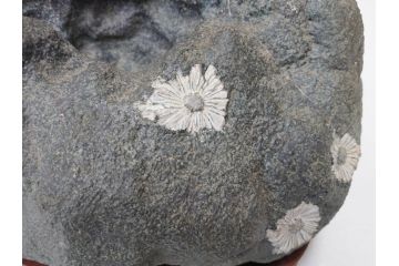 岐阜県根尾谷産　「吉祥華」　日本愛石館館長　小森宗関　天然菊花石(盆石、鑑賞石、水石、菊石、台座付き)(R-070767)