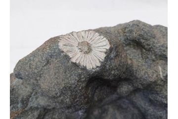 岐阜県根尾谷産　「吉祥華」　日本愛石館館長　小森宗関　天然菊花石(盆石、鑑賞石、水石、菊石、台座付き)(R-070767)